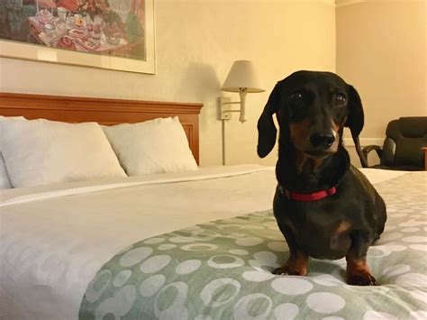 la quinta inns pet policy|All You Need to Know About the La Quinta Pet Policy.